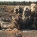 К 2016 году Polyus Gold доведет золотодобычу до 87 тонн